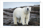 Polar Bear on Harbour Islands, Hudson Bay, Nunavut, Canada by Anonymous
