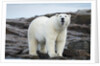 Polar Bear on Harbour Islands, Hudson Bay, Nunavut, Canada by Anonymous