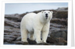 Polar Bear on Harbour Islands, Hudson Bay, Nunavut, Canada by Anonymous