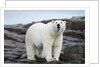 Polar Bear on Harbour Islands, Hudson Bay, Nunavut, Canada by Anonymous