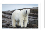 Polar Bear on Harbour Islands, Hudson Bay, Nunavut, Canada by Anonymous