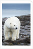 Polar Bear on Harbour Islands, Hudson Bay, Nunavut, Canada by Anonymous