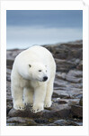Polar Bear on Harbour Islands, Hudson Bay, Nunavut, Canada by Anonymous
