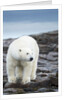 Polar Bear on Harbour Islands, Hudson Bay, Nunavut, Canada by Anonymous