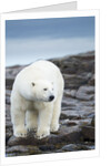 Polar Bear on Harbour Islands, Hudson Bay, Nunavut, Canada by Anonymous