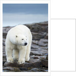 Polar Bear on Harbour Islands, Hudson Bay, Nunavut, Canada by Anonymous