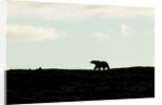 Polar Bear on Harbour Islands, Hudson Bay, Nunavut, Canada by Anonymous