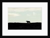 Polar Bear on Harbour Islands, Hudson Bay, Nunavut, Canada by Anonymous