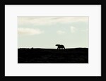 Polar Bear on Harbour Islands, Hudson Bay, Nunavut, Canada by Anonymous