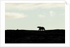 Polar Bear on Harbour Islands, Hudson Bay, Nunavut, Canada by Anonymous