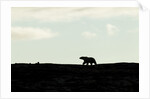 Polar Bear on Harbour Islands, Hudson Bay, Nunavut, Canada by Anonymous