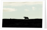 Polar Bear on Harbour Islands, Hudson Bay, Nunavut, Canada by Anonymous