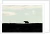 Polar Bear on Harbour Islands, Hudson Bay, Nunavut, Canada by Anonymous