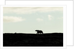 Polar Bear on Harbour Islands, Hudson Bay, Nunavut, Canada by Anonymous