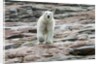 Polar Bear on Harbour Islands, Hudson Bay, Nunavut, Canada by Anonymous