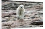 Polar Bear on Harbour Islands, Hudson Bay, Nunavut, Canada by Anonymous