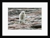 Polar Bear on Harbour Islands, Hudson Bay, Nunavut, Canada by Anonymous