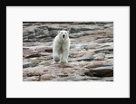 Polar Bear on Harbour Islands, Hudson Bay, Nunavut, Canada by Anonymous
