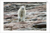 Polar Bear on Harbour Islands, Hudson Bay, Nunavut, Canada by Anonymous