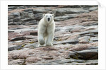 Polar Bear on Harbour Islands, Hudson Bay, Nunavut, Canada by Anonymous