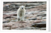 Polar Bear on Harbour Islands, Hudson Bay, Nunavut, Canada by Anonymous