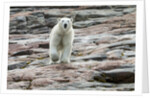 Polar Bear on Harbour Islands, Hudson Bay, Nunavut, Canada by Anonymous