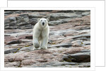Polar Bear on Harbour Islands, Hudson Bay, Nunavut, Canada by Anonymous
