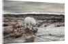 Polar Bear, Nunavut Territory, Canada by Anonymous