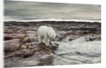 Polar Bear, Nunavut Territory, Canada by Anonymous