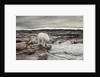 Polar Bear, Nunavut Territory, Canada by Anonymous