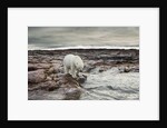 Polar Bear, Nunavut Territory, Canada by Anonymous