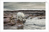 Polar Bear, Nunavut Territory, Canada by Anonymous