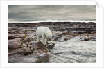 Polar Bear, Nunavut Territory, Canada by Anonymous