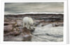 Polar Bear, Nunavut Territory, Canada by Anonymous