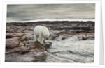 Polar Bear, Nunavut Territory, Canada by Anonymous