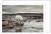 Polar Bear, Nunavut Territory, Canada by Anonymous