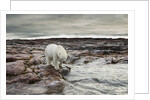 Polar Bear, Nunavut Territory, Canada by Anonymous