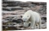 Polar Bear on Harbour Islands, Hudson Bay, Nunavut, Canada by Anonymous