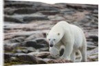 Polar Bear on Harbour Islands, Hudson Bay, Nunavut, Canada by Anonymous