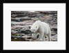 Polar Bear on Harbour Islands, Hudson Bay, Nunavut, Canada by Anonymous