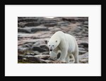 Polar Bear on Harbour Islands, Hudson Bay, Nunavut, Canada by Anonymous