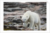 Polar Bear on Harbour Islands, Hudson Bay, Nunavut, Canada by Anonymous