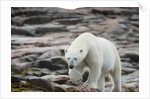 Polar Bear on Harbour Islands, Hudson Bay, Nunavut, Canada by Anonymous