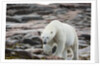 Polar Bear on Harbour Islands, Hudson Bay, Nunavut, Canada by Anonymous