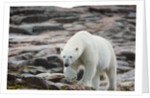 Polar Bear on Harbour Islands, Hudson Bay, Nunavut, Canada by Anonymous