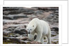 Polar Bear on Harbour Islands, Hudson Bay, Nunavut, Canada by Anonymous