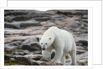 Polar Bear on Harbour Islands, Hudson Bay, Nunavut, Canada by Anonymous
