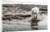 Polar Bear on Harbour Islands, Hudson Bay, Nunavut, Canada by Anonymous