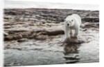 Polar Bear on Harbour Islands, Hudson Bay, Nunavut, Canada by Anonymous