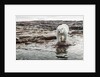 Polar Bear on Harbour Islands, Hudson Bay, Nunavut, Canada by Anonymous